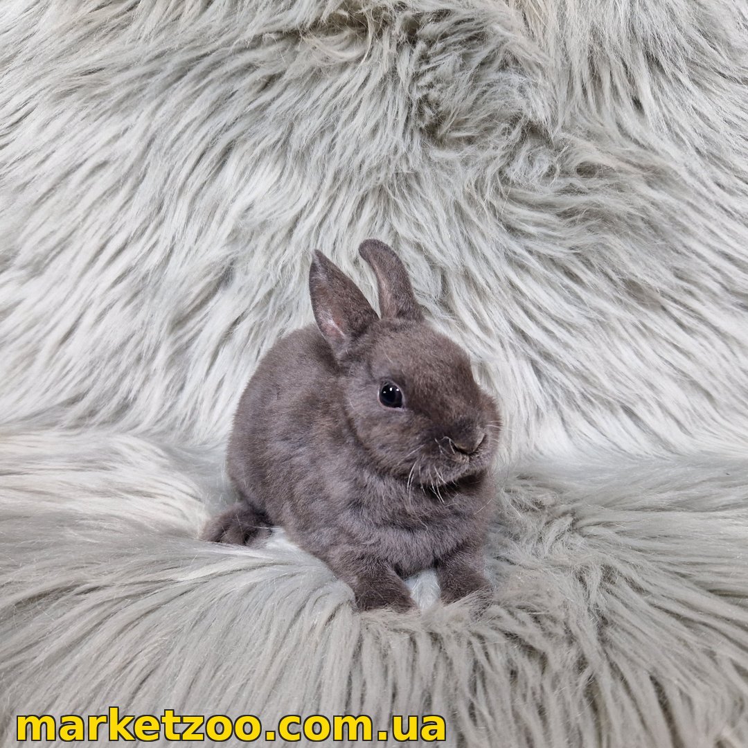 Готовий до переїзду! Порода "Mini rex", окрас "Блакитний", вік 2міс., стать хлопчик - Зображення 3