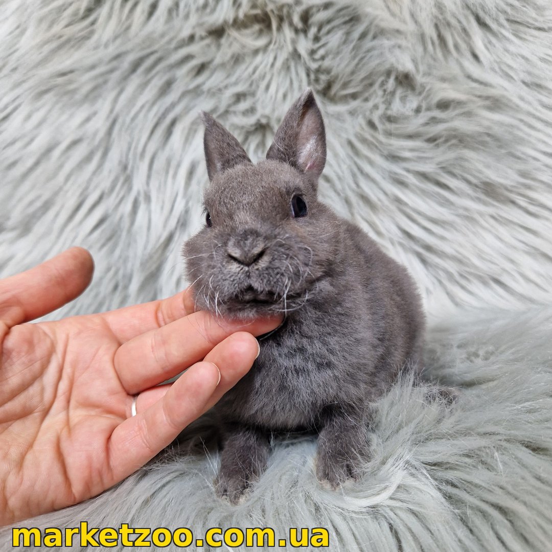 Готовий до переїзду! Порода "Mini rex", окрас "Блакитний", вік 2міс., стать хлопчик - Зображення 2