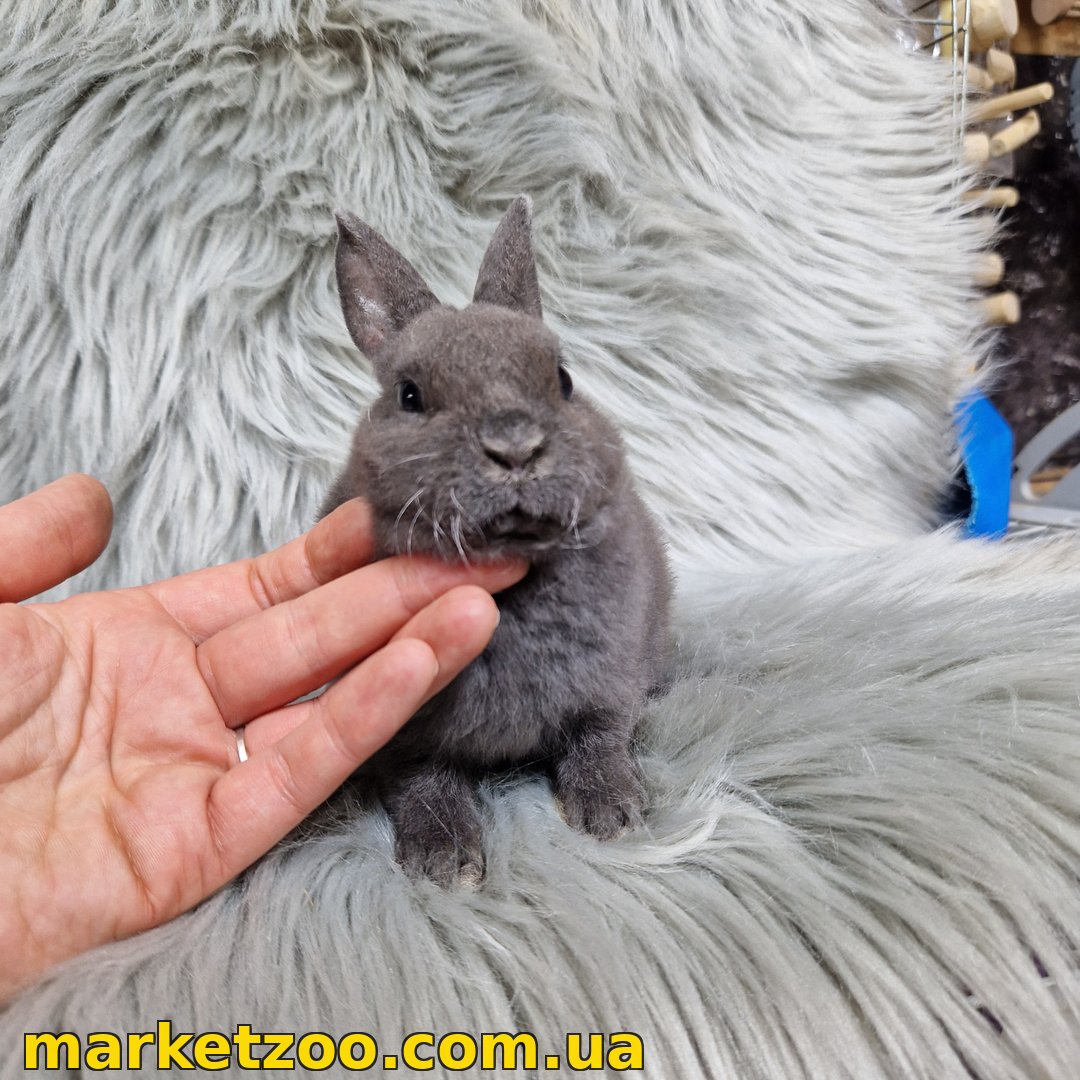 Готовий до переїзду! Порода "Mini rex", окрас "Блакитний", вік 2міс., стать хлопчик - Зображення 4