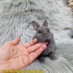 Готовий до переїзду! Порода "Mini rex", окрас "Блакитний", вік 2міс., стать хлопчик