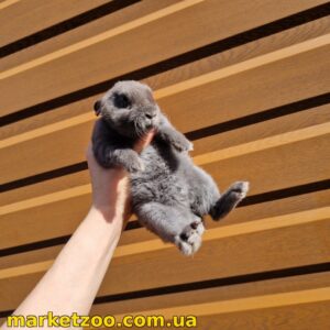 Готова до переїзду! Порода "Mini rex", окрас "Блакитний", вік 2міс., стать дівчинка