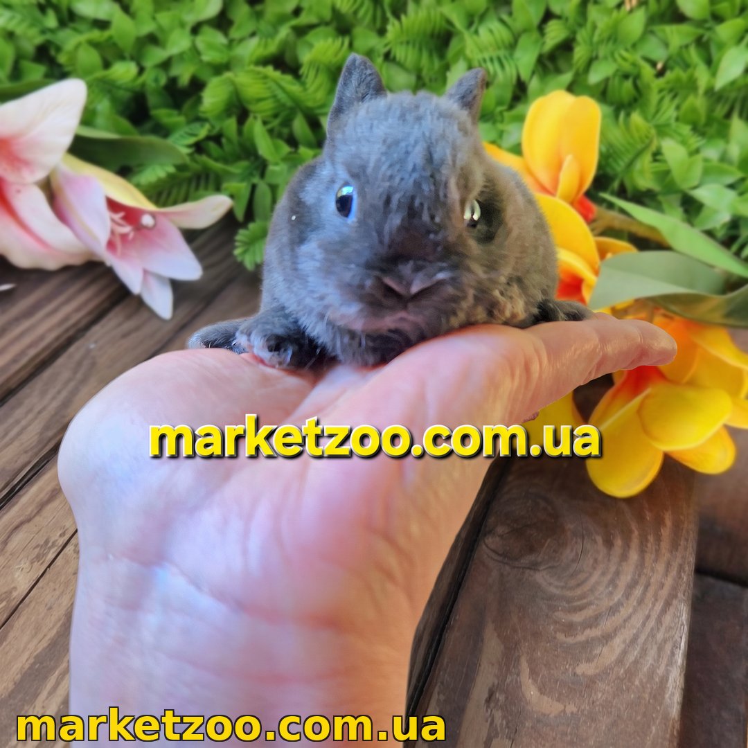 Готова до переїзду! Порода "Mini rex"", окрас "блакитний", вік 1,5міс.,дівчинка - Зображення 2