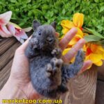 Готовий до переїзду! Порода "Mini rex", окрас "блакитний",вік 1,5міс,хлопчик