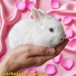 Готова до переїзду! Порода "Mini lionhead", окрас "Білий", вік 4міс, стать дівчинка