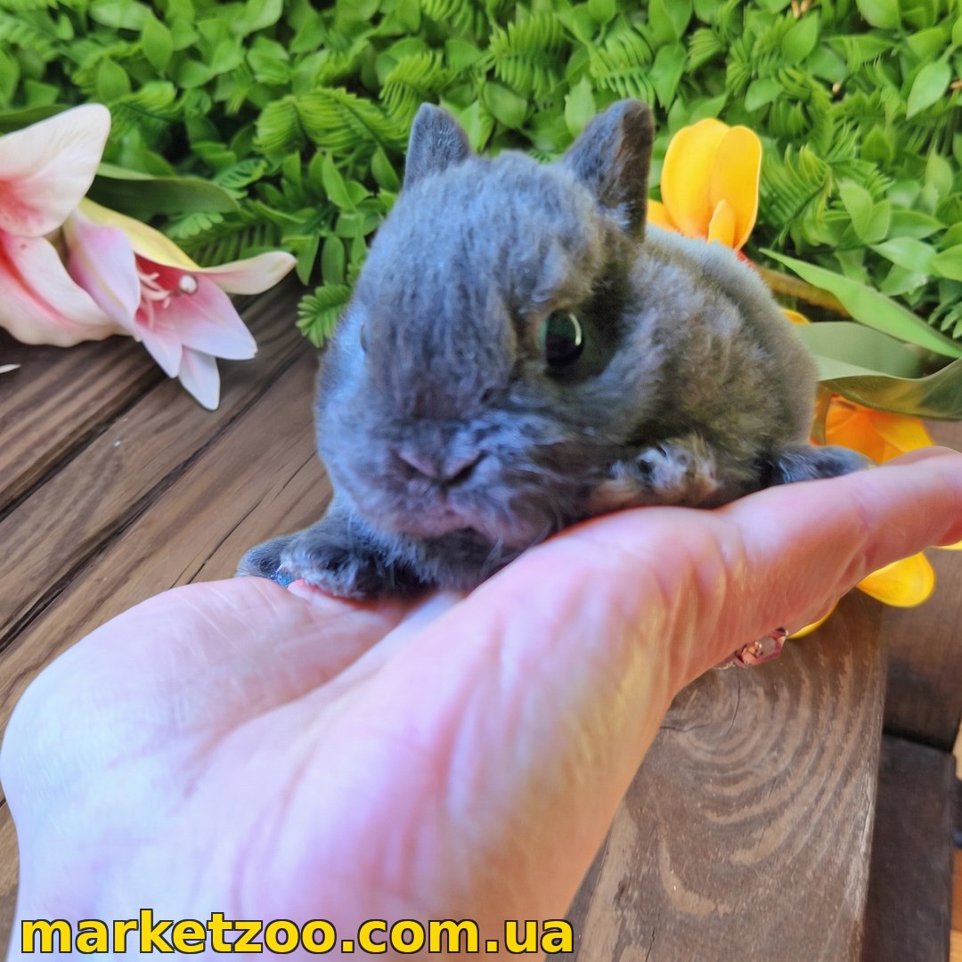 Готова до переїзду! Порода "Mini rex"", окрас "блакитний", вік 1,5міс.,дівчинка - Зображення 3