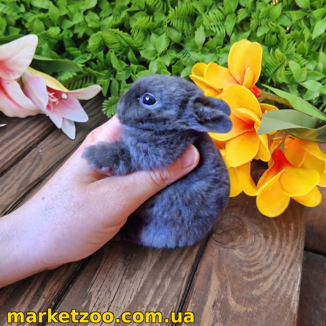 Готова до переїзду! Порода "Mini rex"", окрас "блакитний", вік 1,5міс.,дівчинка - Зображення 4