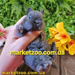 Готова до переїзду! Порода "Mini rex"", окрас "блакитний", вік 1,5міс.,дівчинка