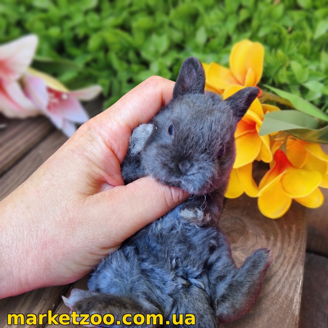 Готова до переїзду! Порода "Mini rex"", окрас "блакитний", вік 1,5міс.,дівчинка - Зображення 5