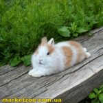 Готовий до переїзду! Порода "Lionhead", хлопчик, 4 міс, окрас "біло рудий спліт"