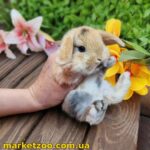Готовий до переїзду! Порода "Mini lop", окрас ""Японський"", стать хлопчик
